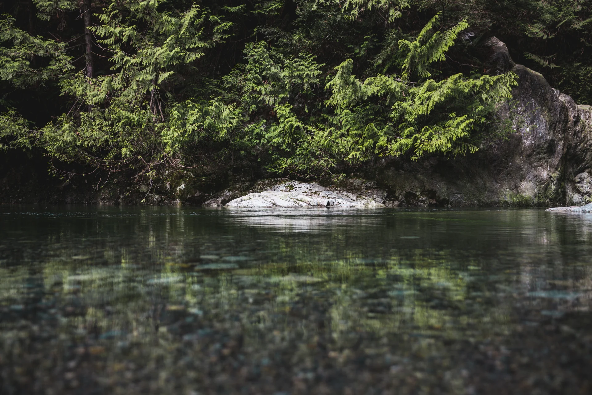 Dive Into Aquatic Perfection