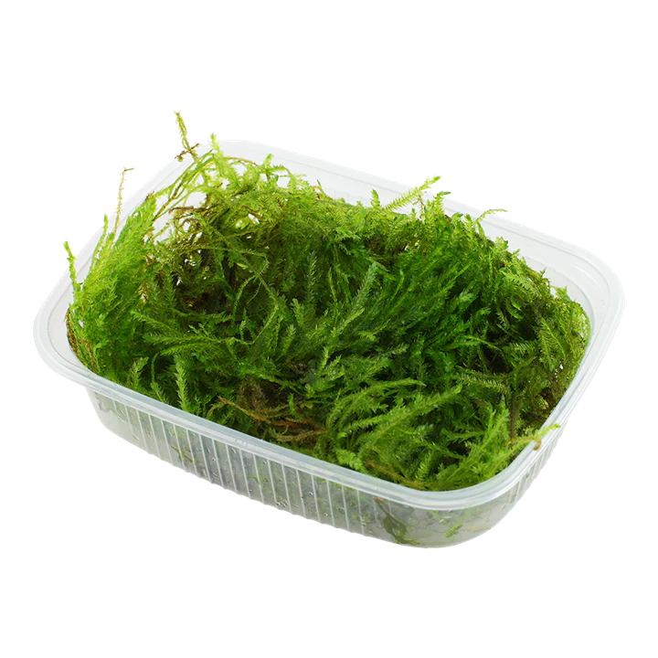 Tissue Cultures